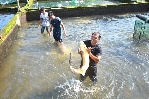 Nông dân thu tiền tỷ từ mô hình nuôi cá tầm ở Lâm Đồng 